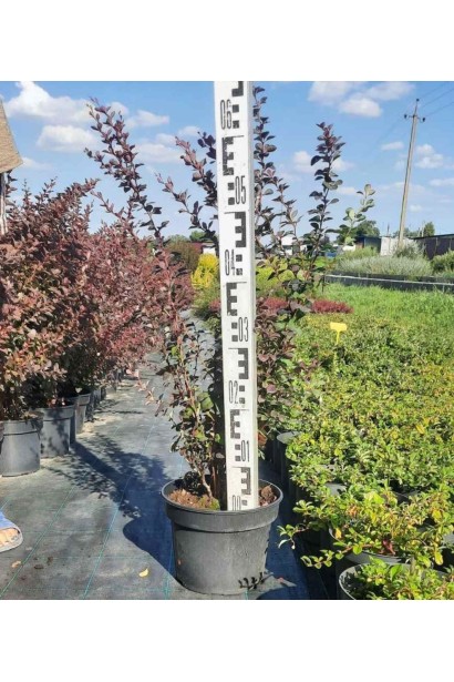 Барбарис Тунберга Атропурпуреа - 5л/вис.50-60см/Ø20-25см